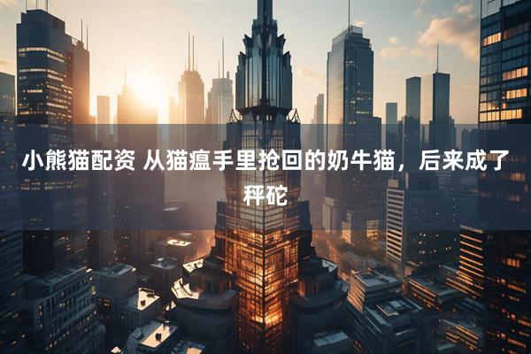 小熊猫配资 从猫瘟手里抢回的奶牛猫，后来成了秤砣